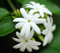 White Floral