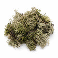 Oakmoss