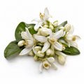 Orange Blossom