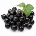 Blackcurrant