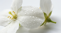 Jasmin