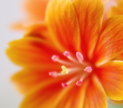 Orange Flower