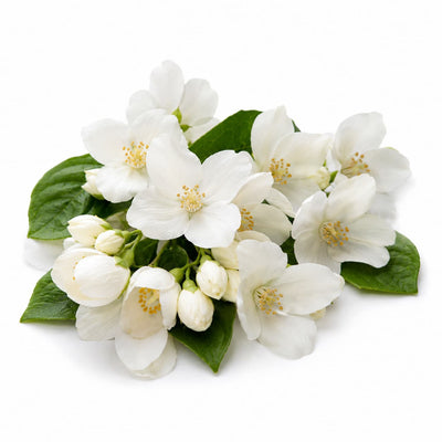 Jasmine