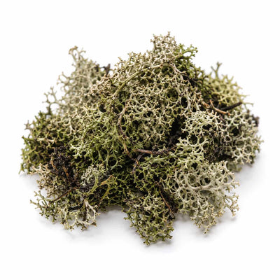 Oakmoss