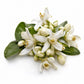 Orange Blossom