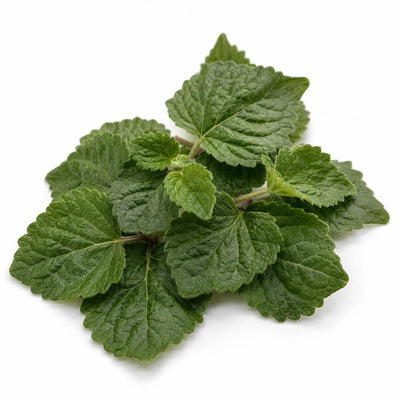 Patchouli