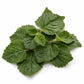 Patchouli